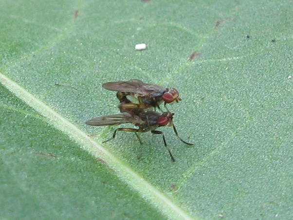Pherbellia annulipes M e F (Sciomyzidae)